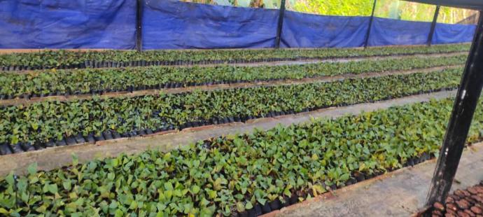 Instalación de cultivo semiprotegido
